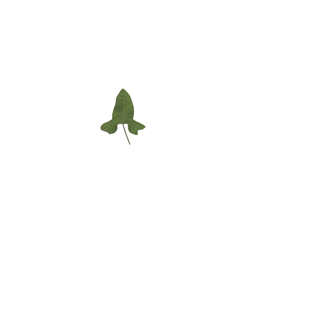 Pressed Morning Glory Leaves specimens retaining their natural shape and botanical colors