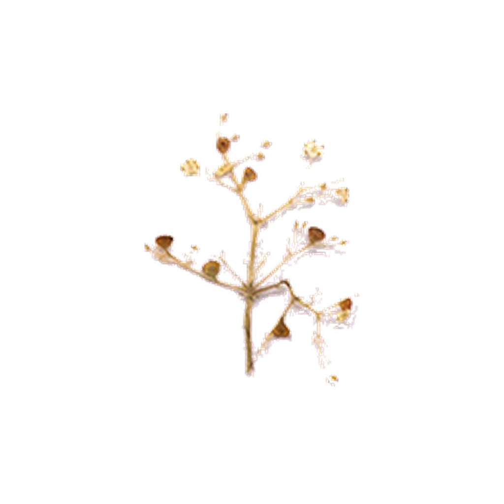 Pressed Elder Flowers specimens retaining their natural shape and botanical colors