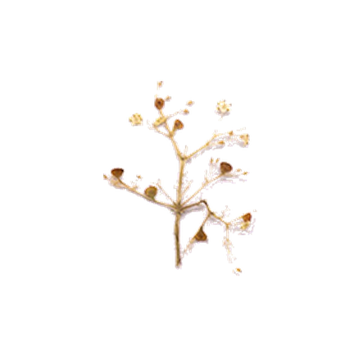 Pressed Elder Flowers specimens retaining their natural shape and botanical colors