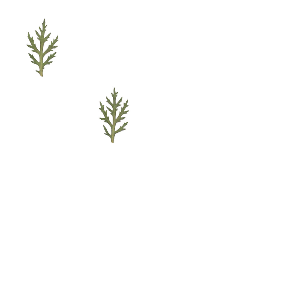 Pressed Marguerite Daisy Leaves specimens retaining their natural shape and botanical colors