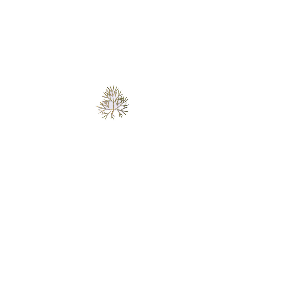 Pressed Coriander Leaves specimens retaining their natural shape and botanical colors