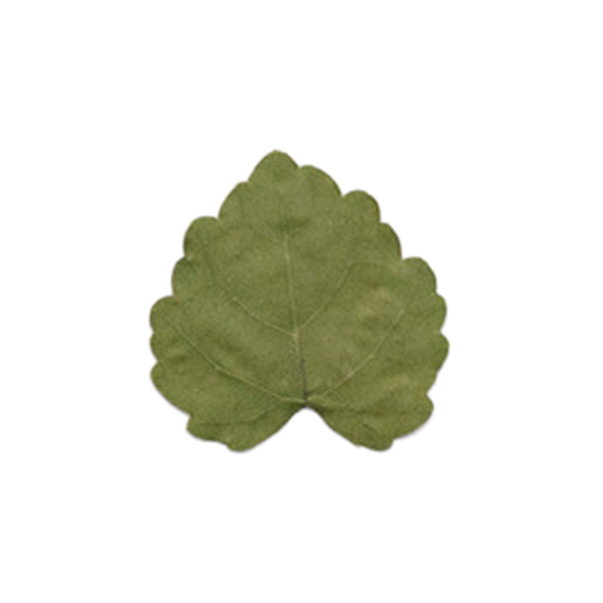 Pressed Grape Leaves specimens retaining their natural shape and botanical colors