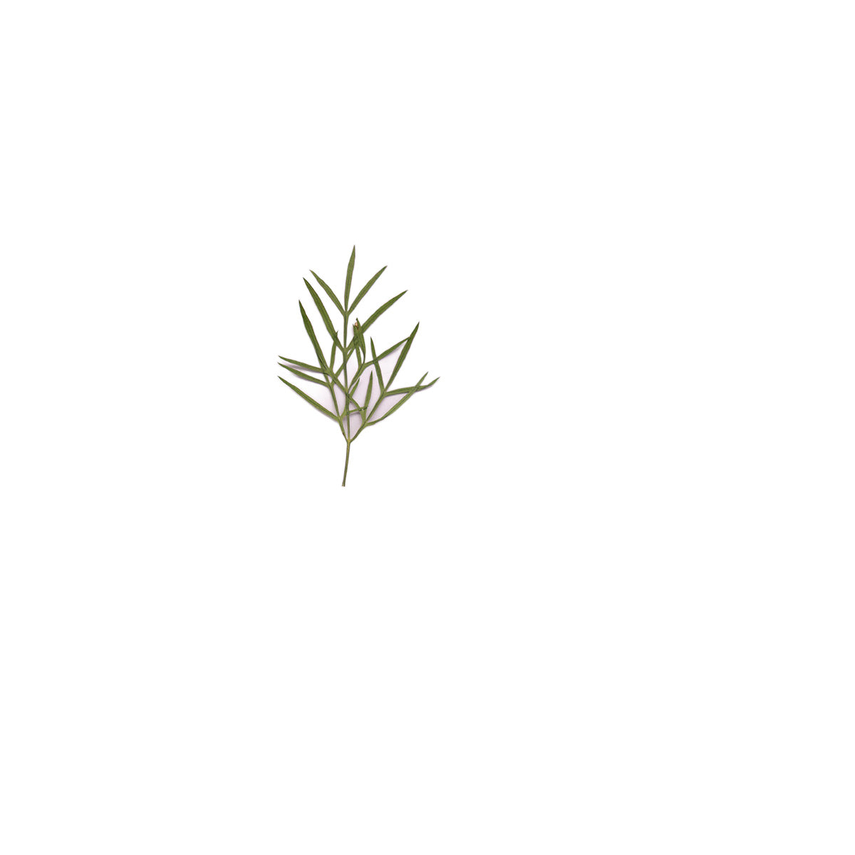 Pressed Cosmos Leaves specimens retaining their natural shape and botanical colors
