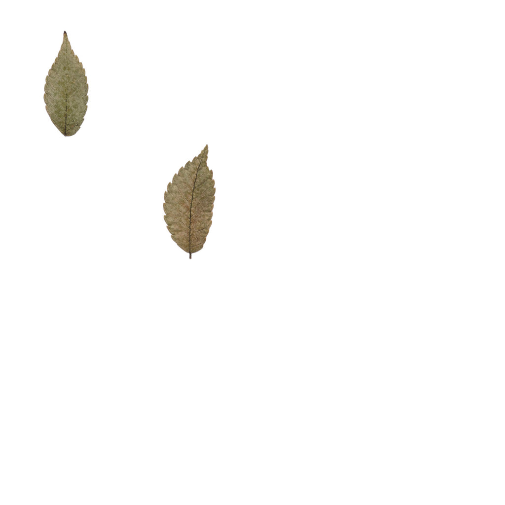 Pressed Zelkova Leaves specimens retaining their natural shape and botanical colors