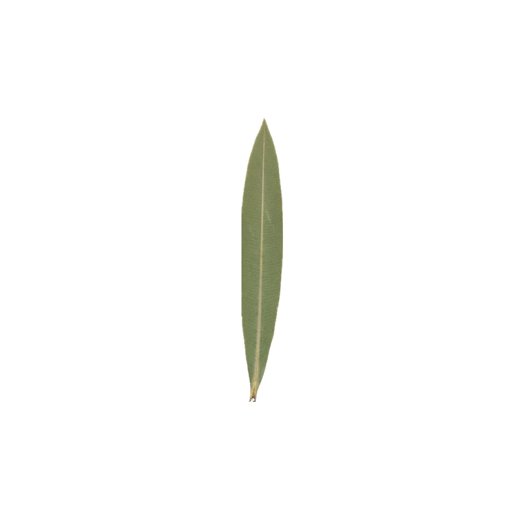 Pressed Oleander Leaves specimens retaining their natural shape and botanical colors