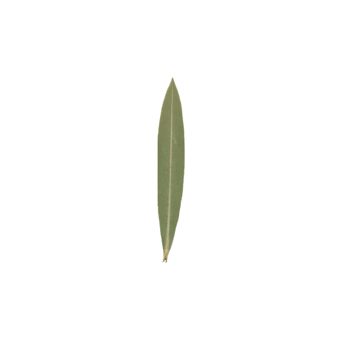 Pressed Oleander Leaves specimens retaining their natural shape and botanical colors