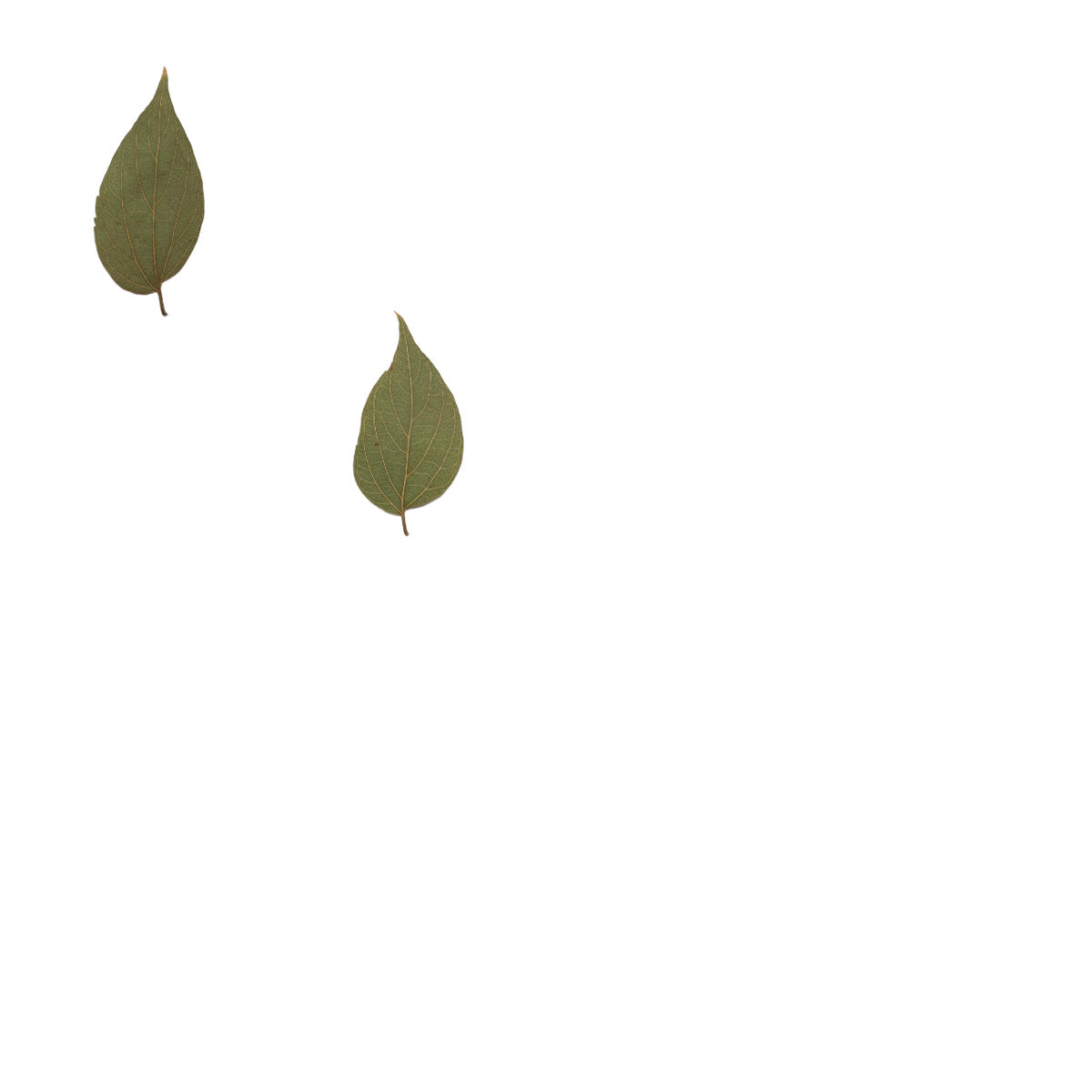 Pressed Hackberry Leaves specimens retaining their natural shape and botanical colors