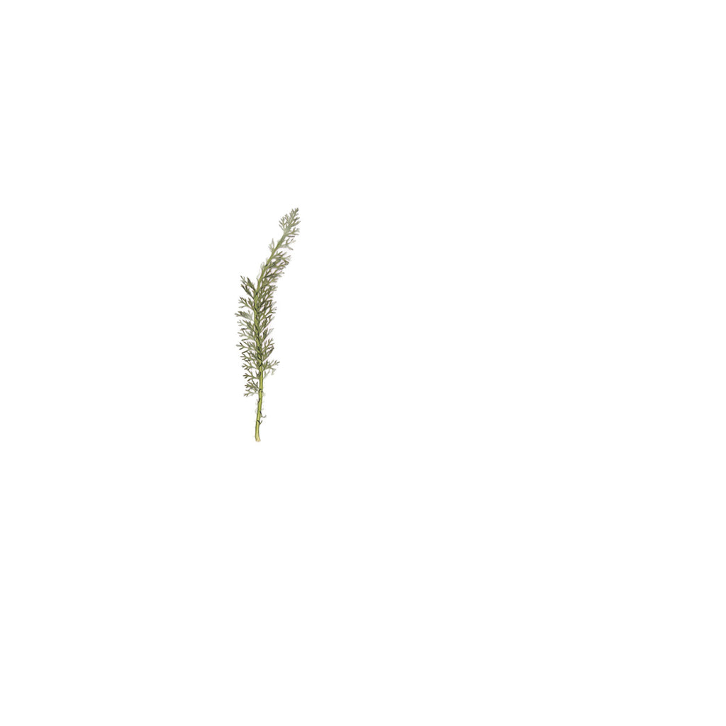 Pressed Yarrow Leaves specimens retaining their natural shape and botanical colors