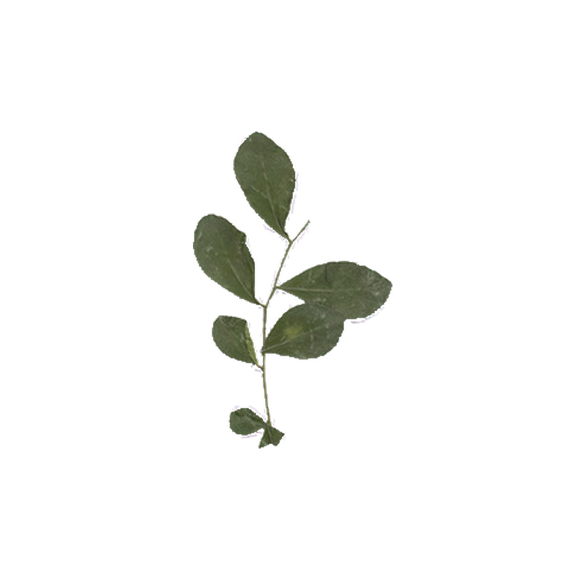 Pressed Orange Jasmine specimens retaining their natural shape and botanical colors