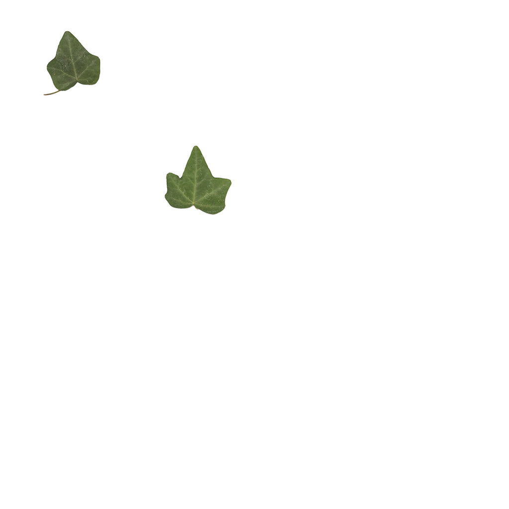 Pressed Ivy Leaves specimens retaining their natural shape and botanical colors