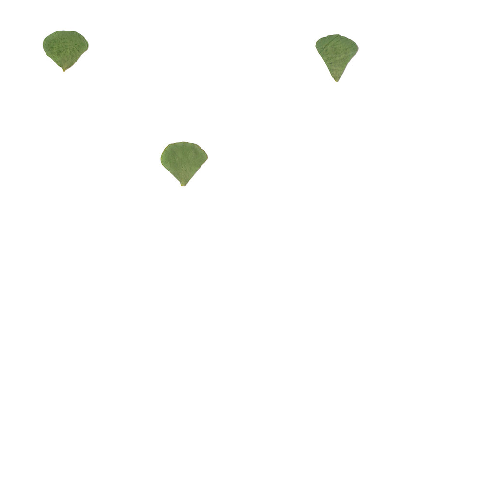 Pressed Clover Leaflets specimens retaining their natural shape and botanical colors