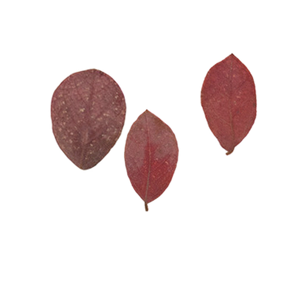 Pressed Chinese Fringe Flower Leaves specimens retaining their natural shape and botanical colors