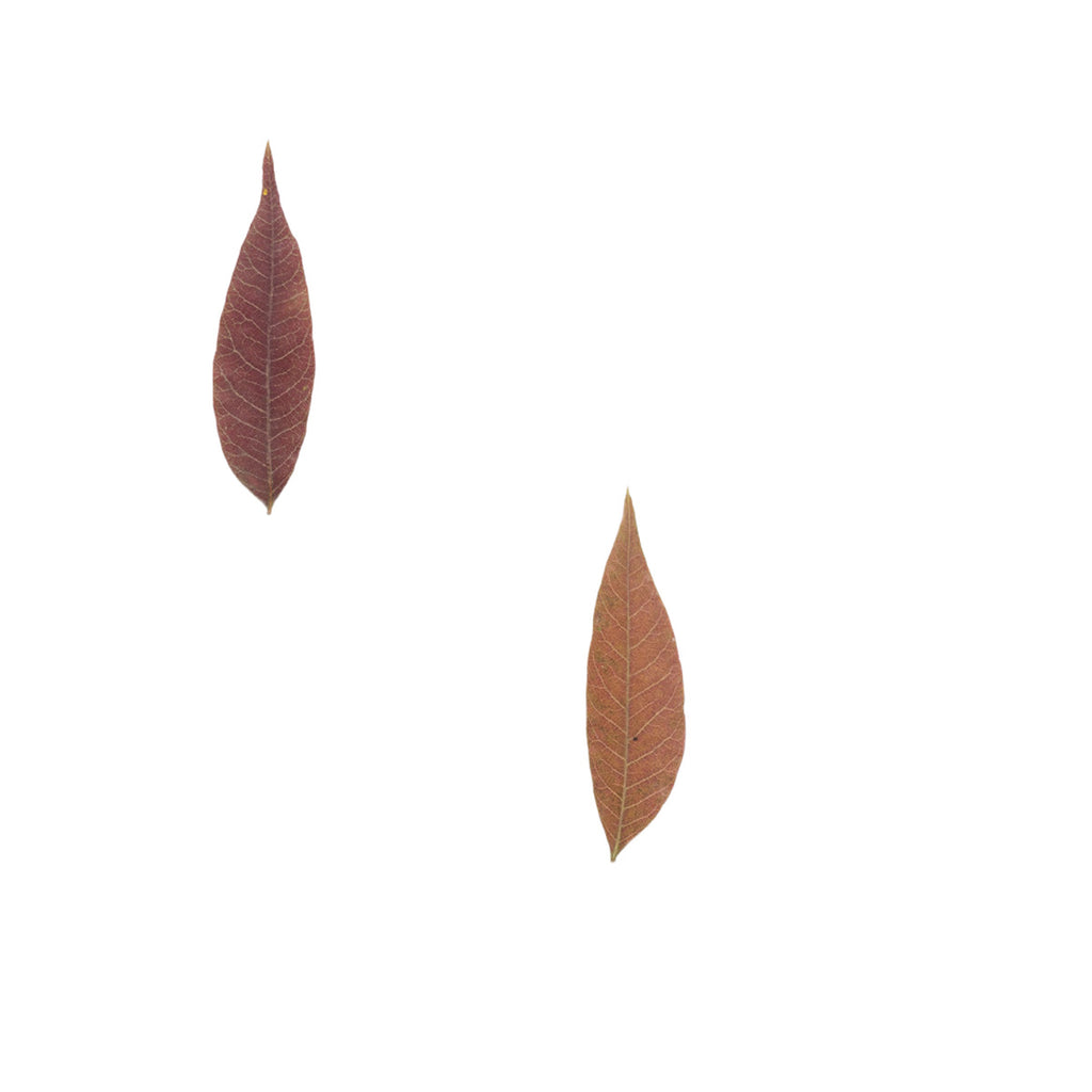 Pressed Sumac Leaflets specimens retaining their natural shape and botanical colors