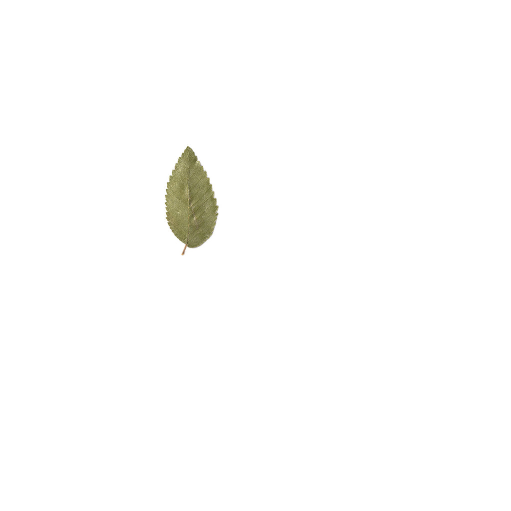Pressed Elm Leaves specimens retaining their natural shape and botanical colors