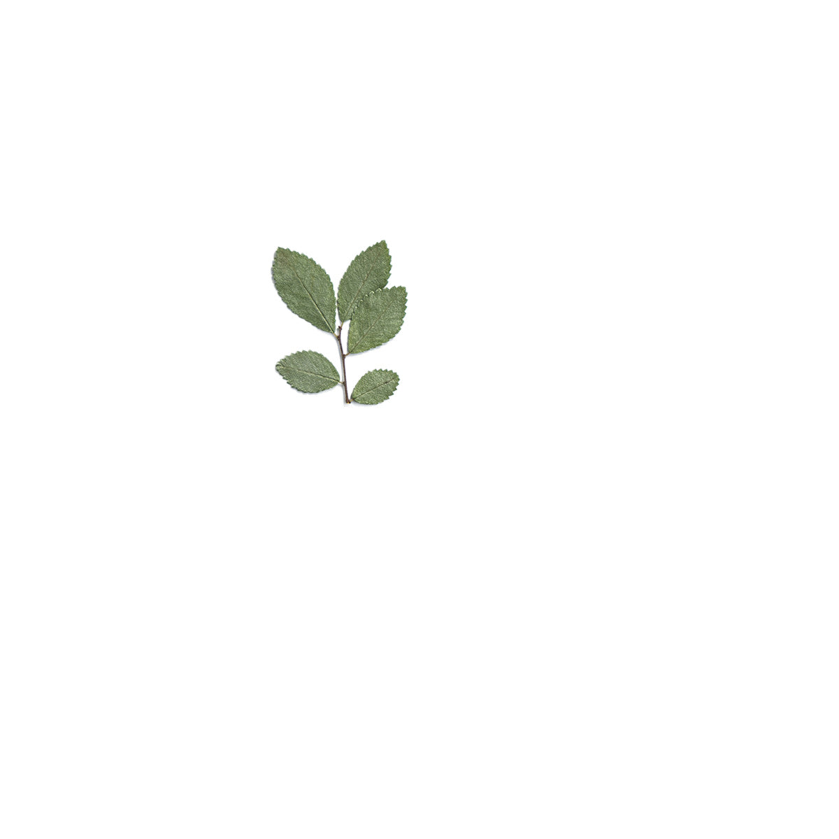 Pressed Elm specimens retaining their natural shape and botanical colors