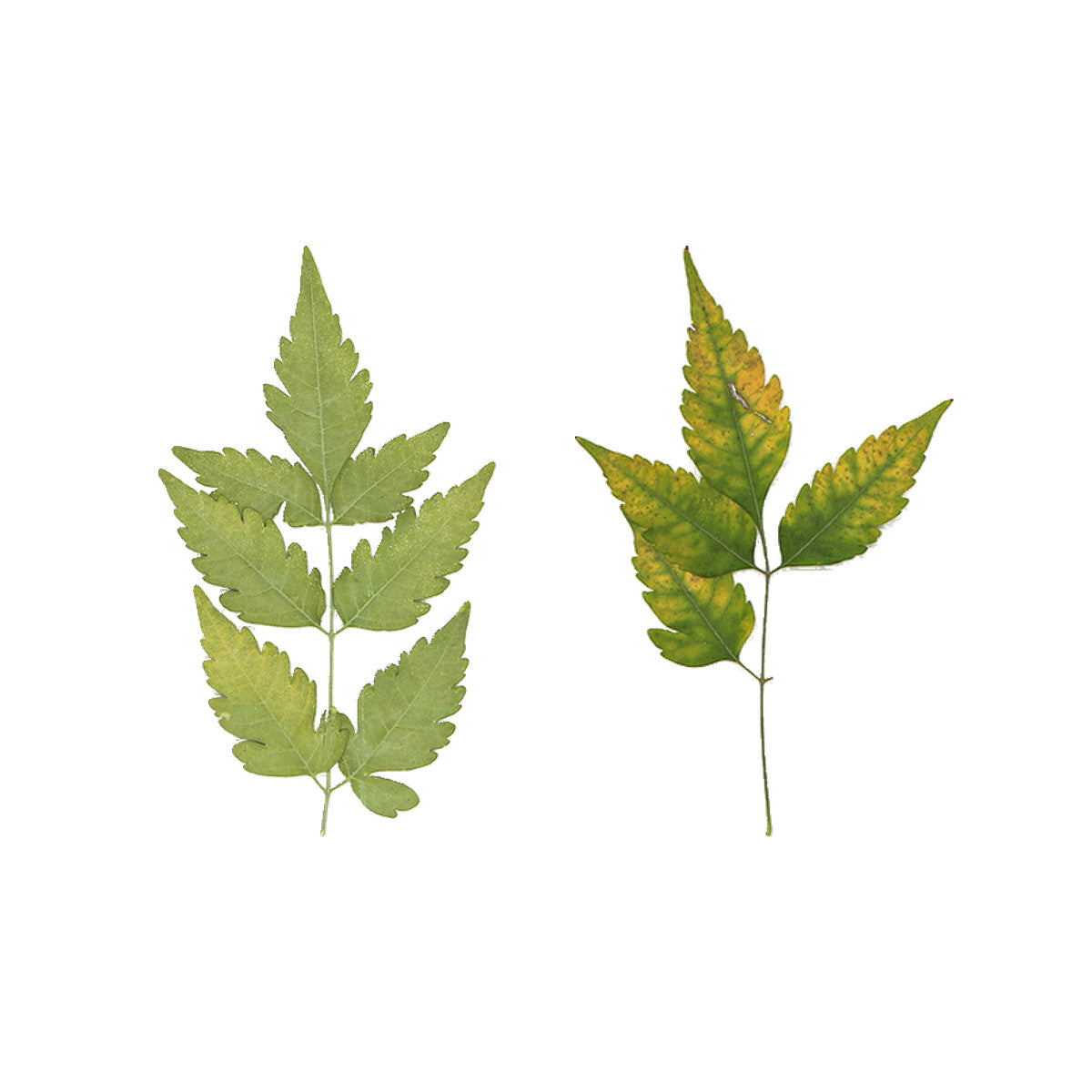 Pressed Chinaberry Leaves specimens retaining their natural shape and botanical colors