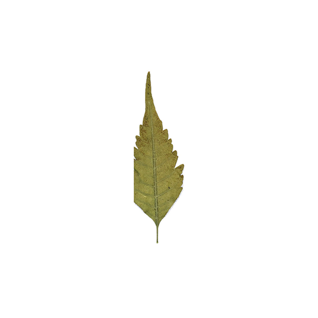 Pressed Chinaberry Leaflets specimens retaining their natural shape and botanical colors