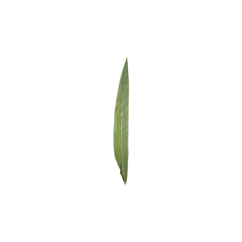 Pressed Bamboo Leaves specimens retaining their natural shape and botanical colors