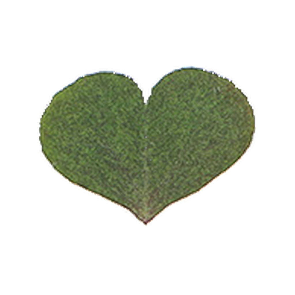 Pressed Wood Sorrel Leaflets specimens retaining their natural shape and botanical colors