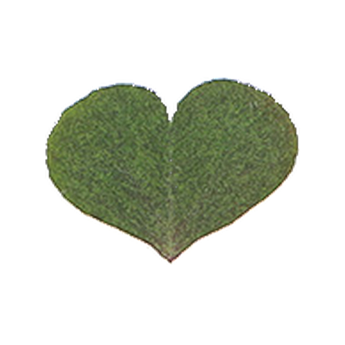 Pressed Wood Sorrel Leaflets specimens retaining their natural shape and botanical colors