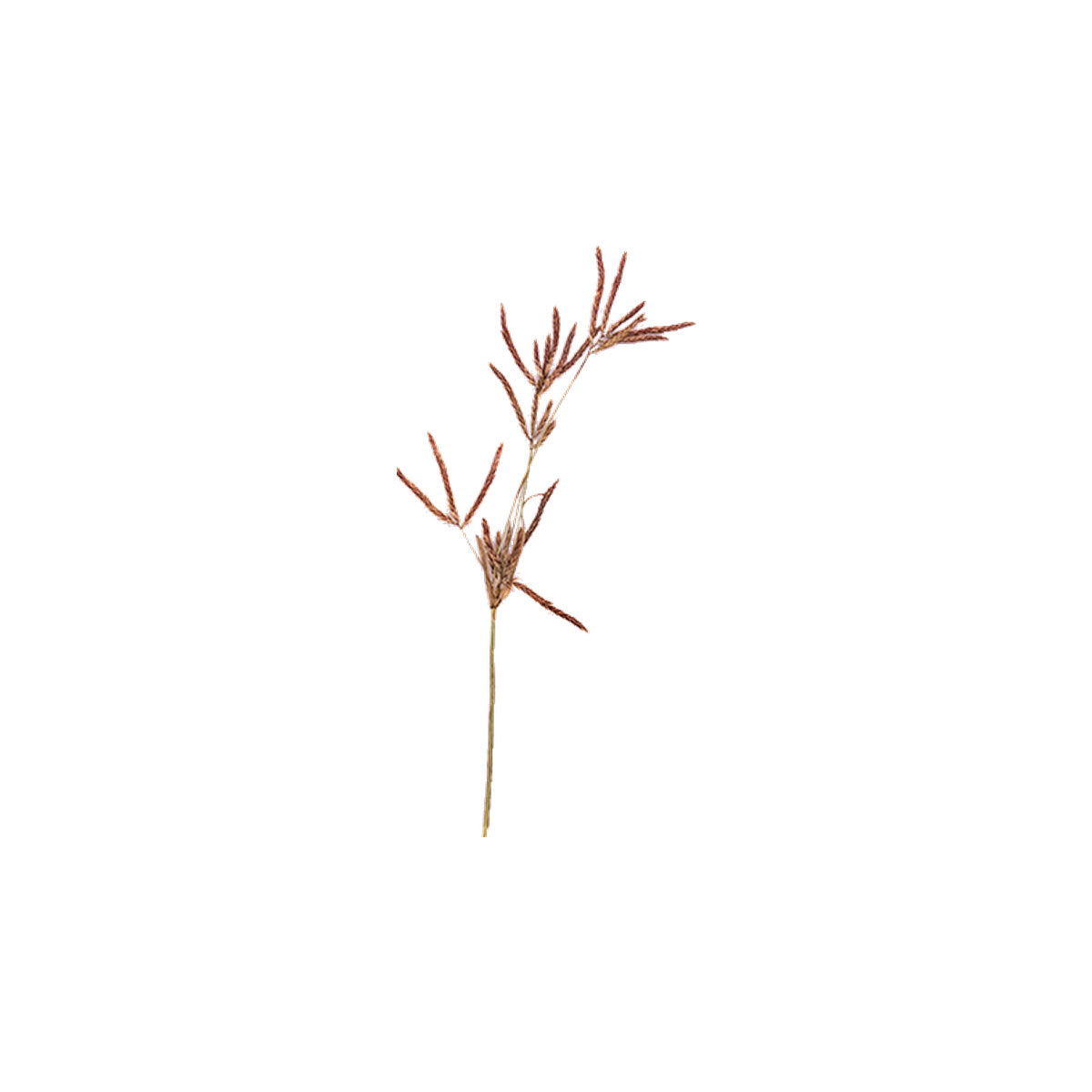 Pressed Nutsedge specimens retaining their natural shape and botanical colors