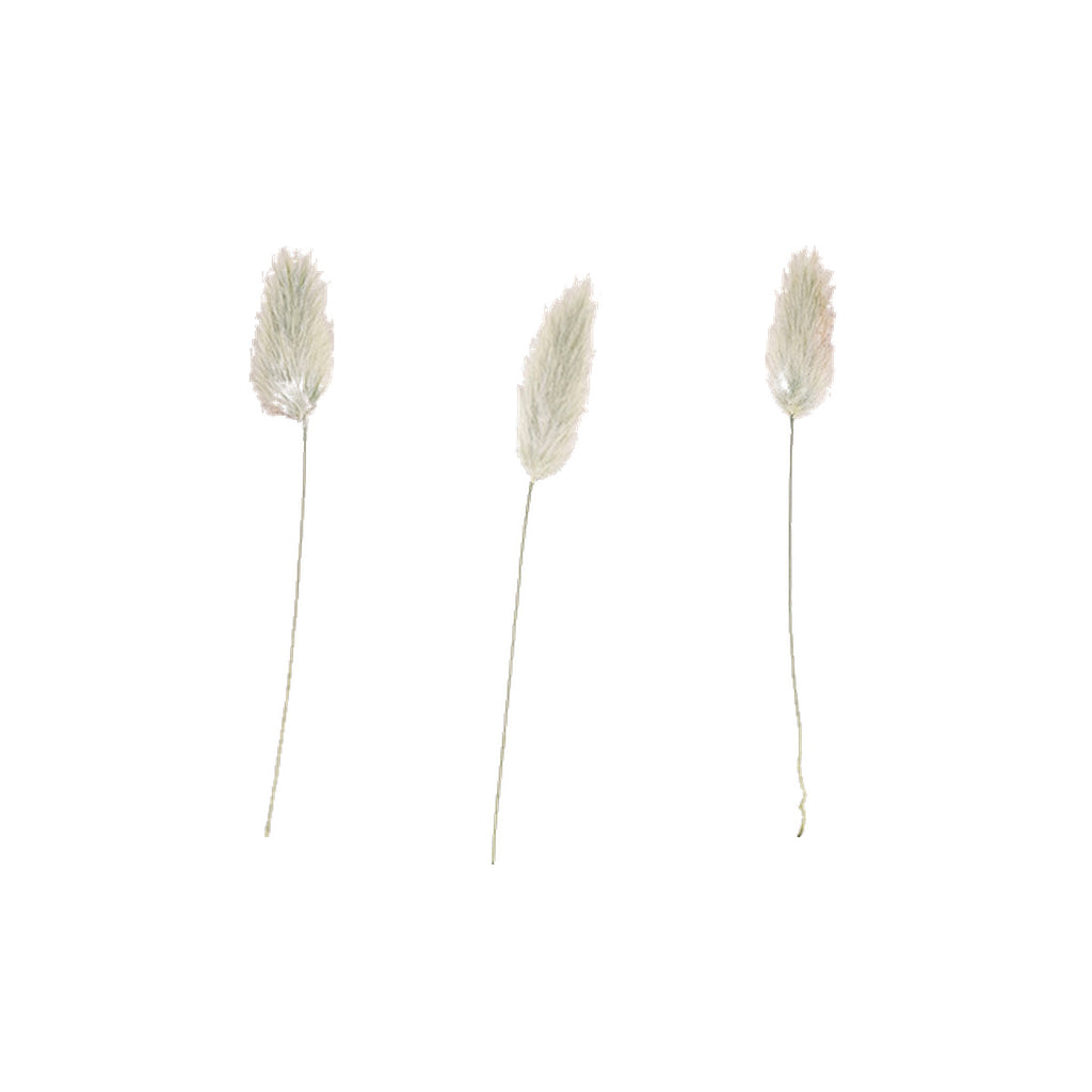 Pressed Rabbit Tail Grass specimens retaining their natural shape and botanical colors