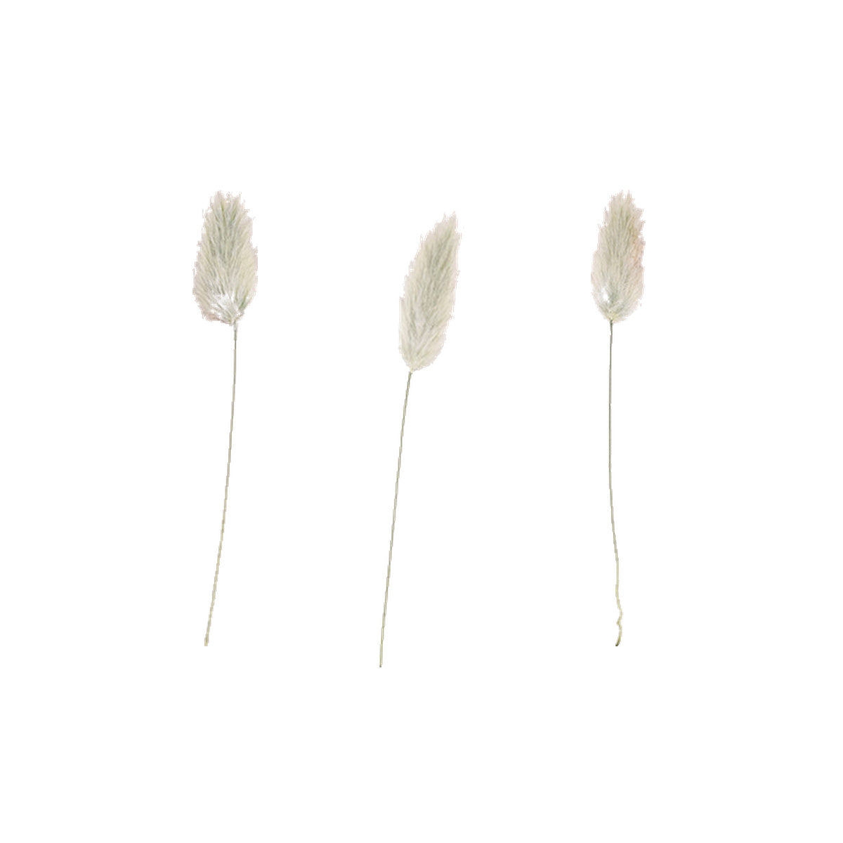 Pressed Rabbit Tail Grass specimens retaining their natural shape and botanical colors
