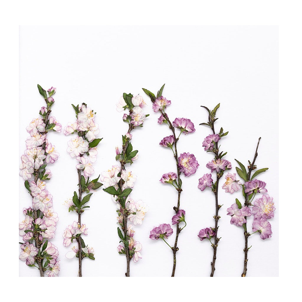 Pressed Flowering Almond flowers with stems photographed as distinct specimens