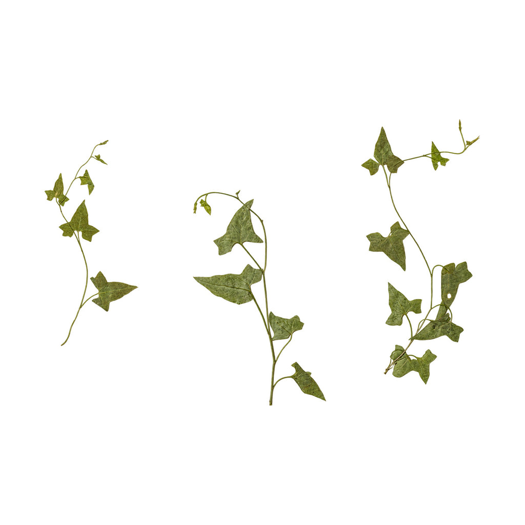 Pressed Morning Glory foliage sprigs photographed as distinct specimens