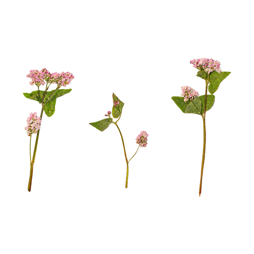 Pressed Buckwheat flowers with stems photographed as distinct specimens
