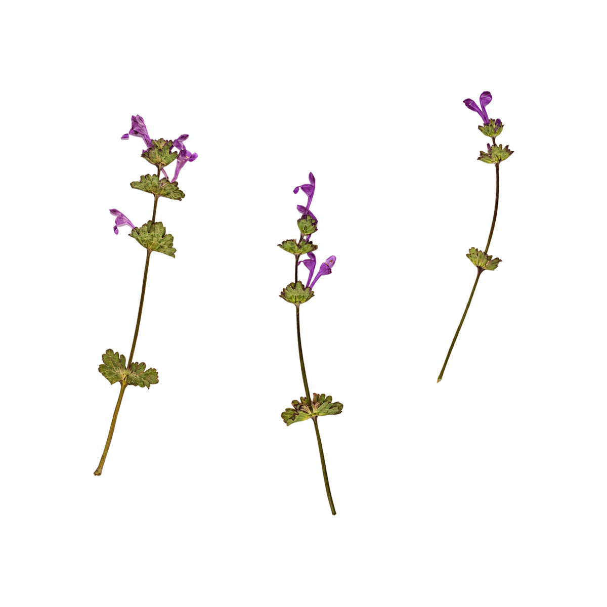 Pressed Henbit flowers with stems photographed as distinct specimens