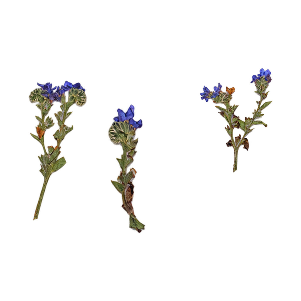 Pressed Cape Alkanet flowers with stems photographed as distinct specimens