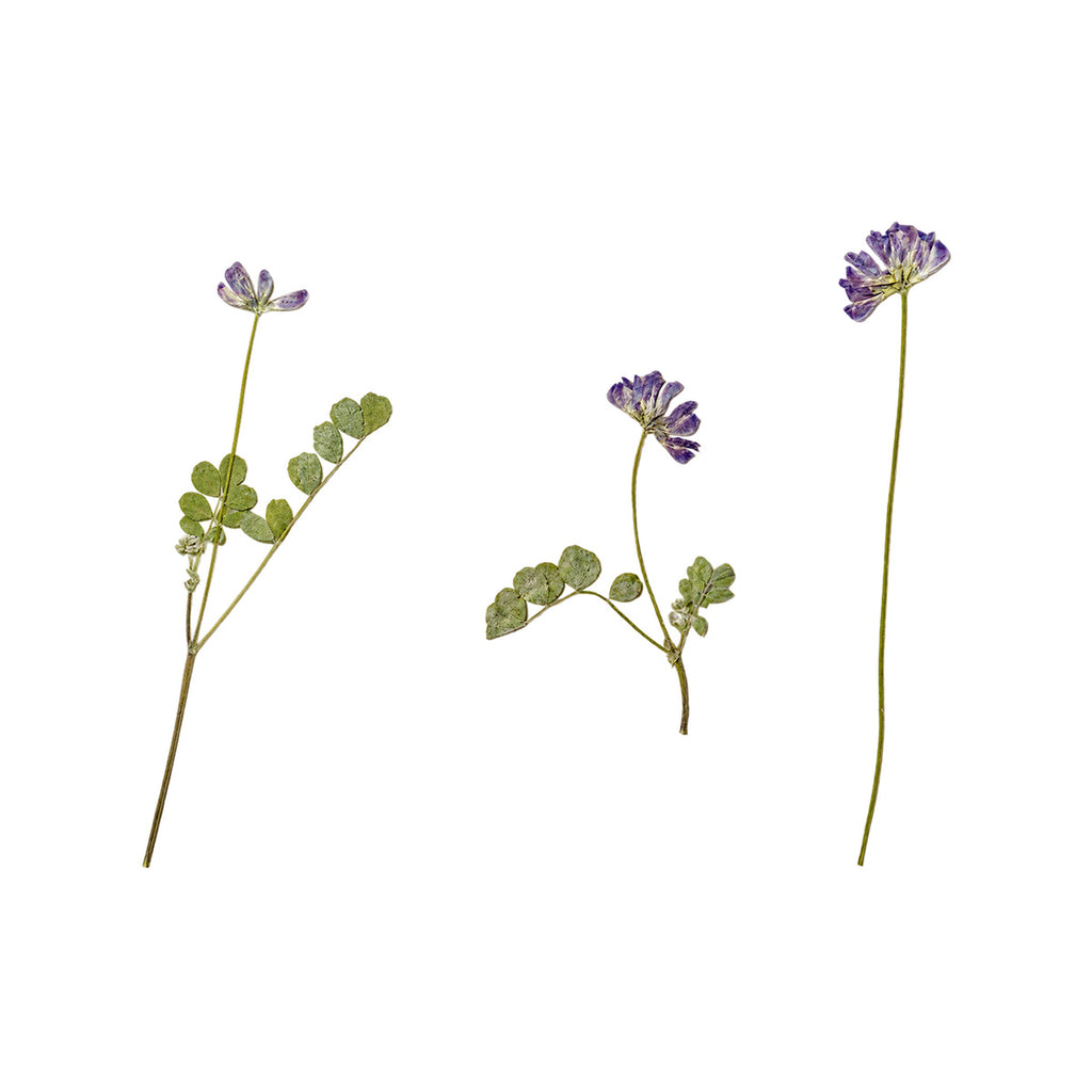 Pressed Chinese Milk Vetch flowers with stems photographed as distinct specimens