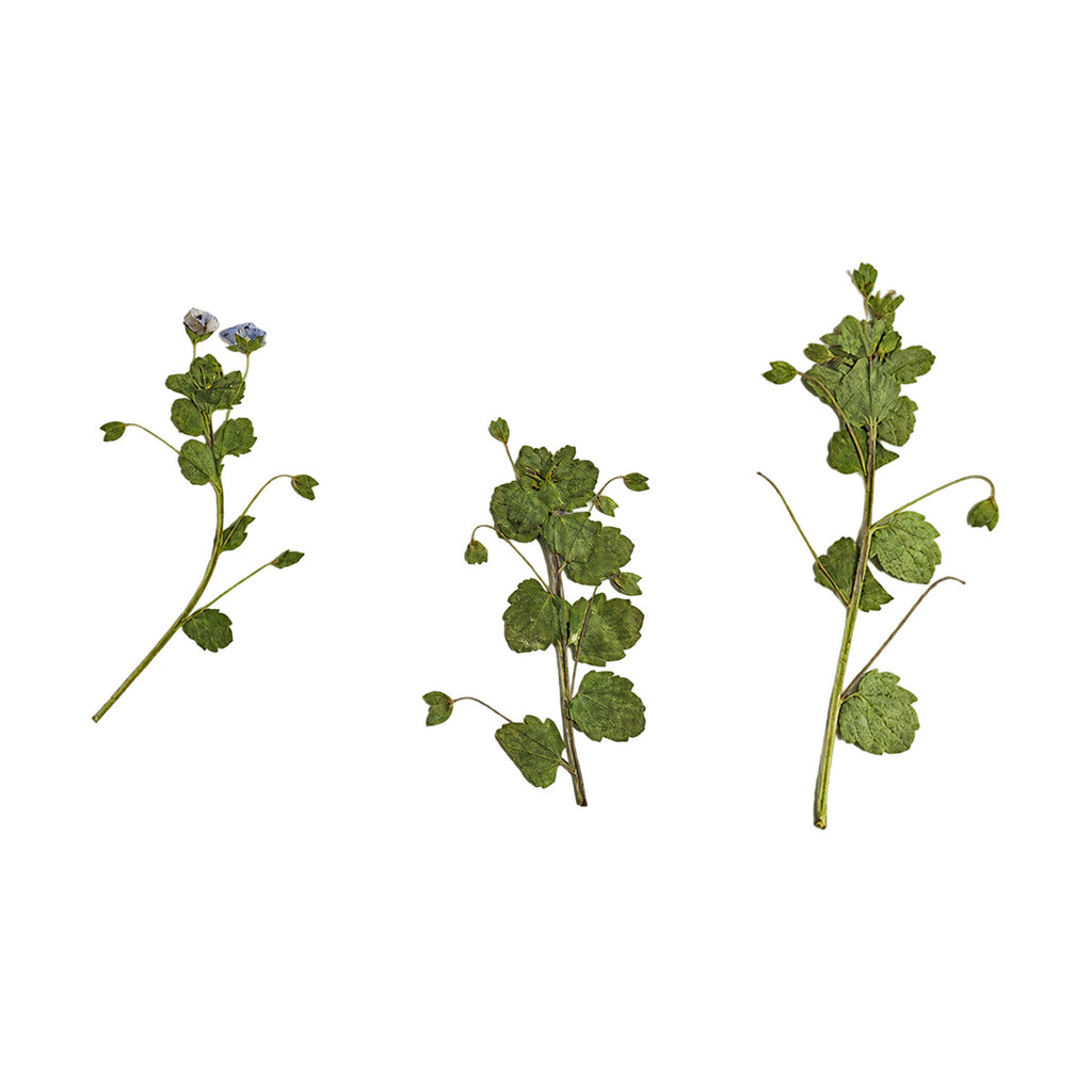 Pressed Speedwell flowers with stems photographed as distinct specimens