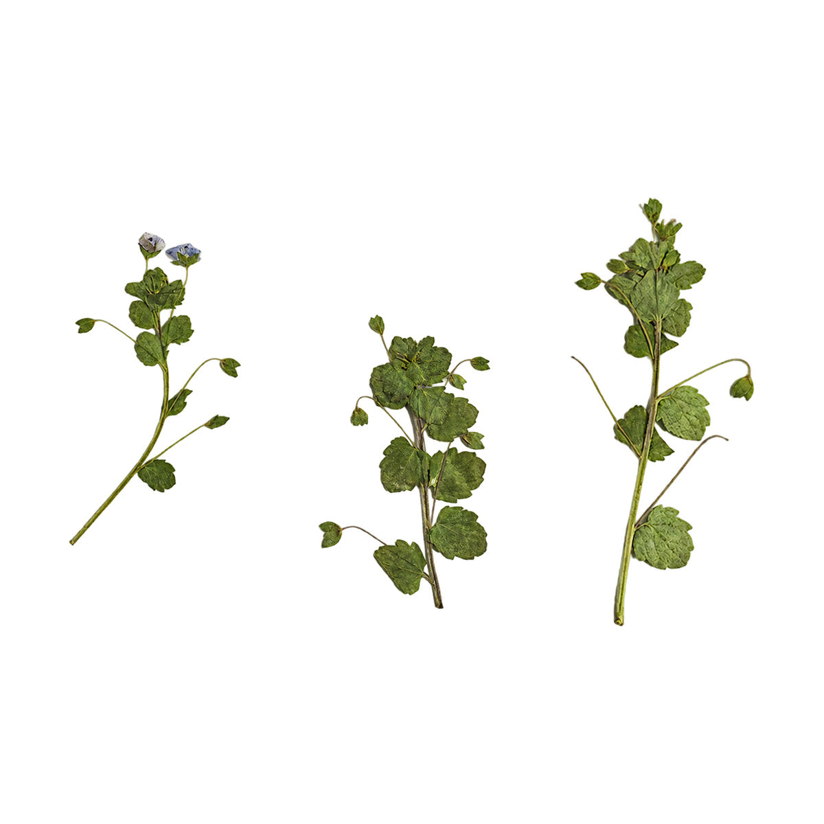 Pressed Speedwell flowers with stems photographed as distinct specimens