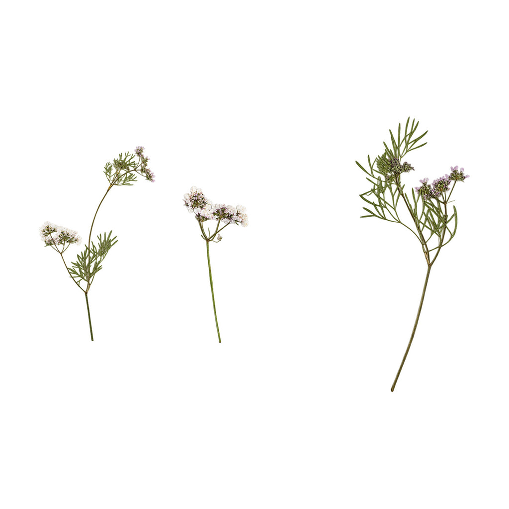 Pressed Coriander flowers with stems photographed as distinct specimens