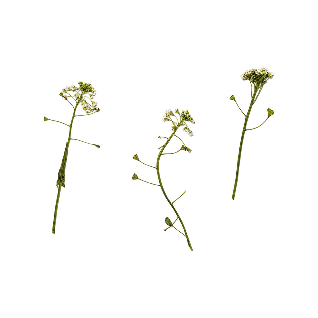 Pressed Shepherds Purse flowers with stems photographed as distinct specimens