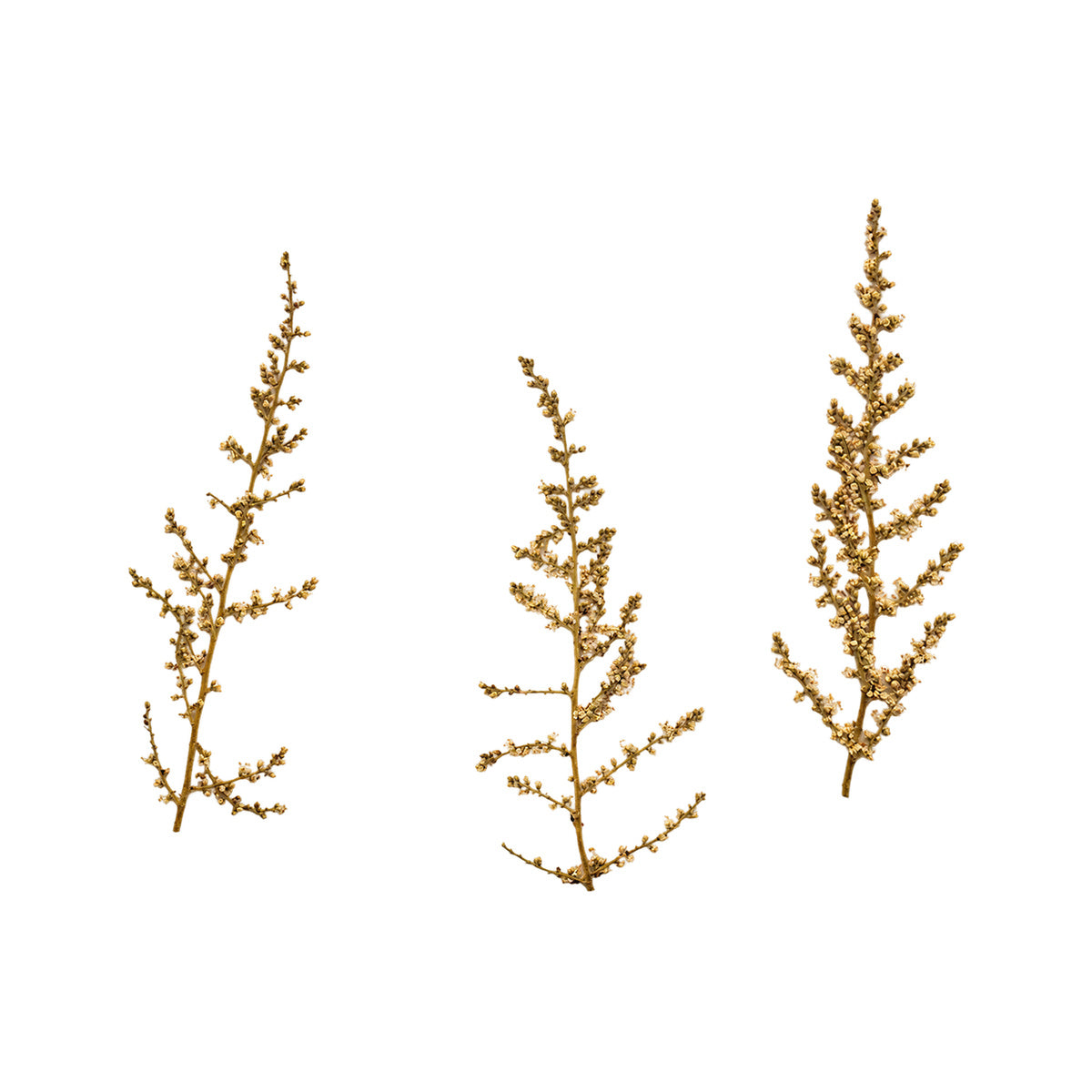 Pressed Sumac flowers with stems photographed as distinct specimens