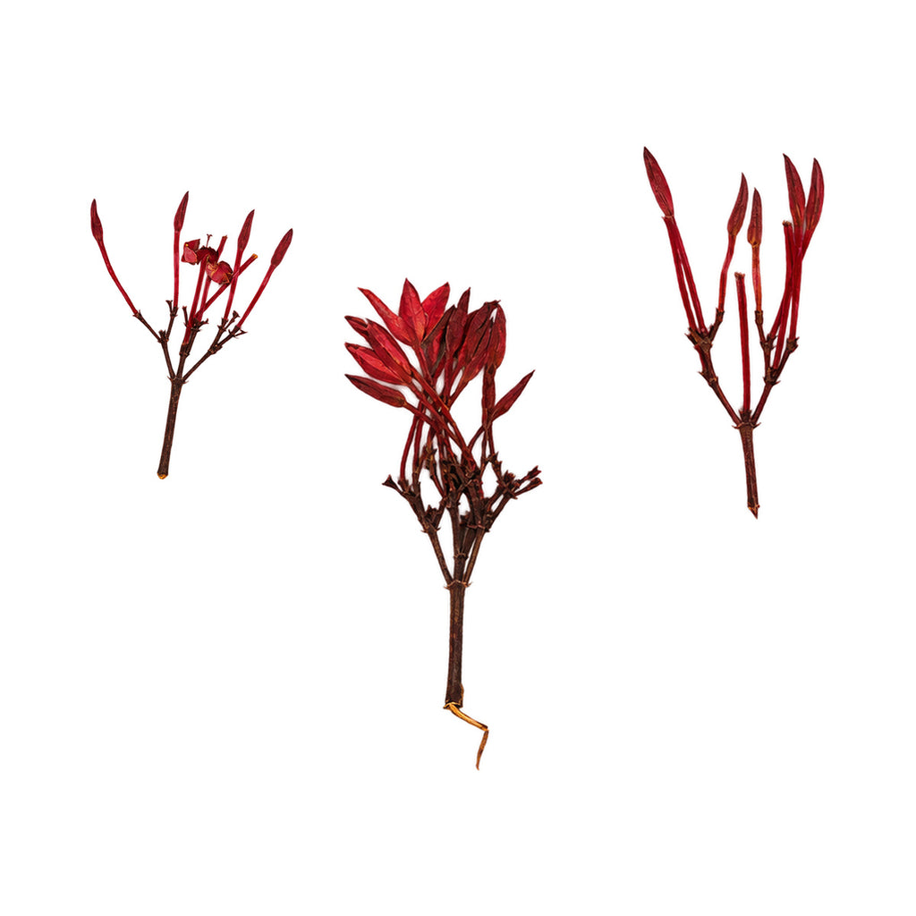 Pressed Ixora flowers with stems photographed as distinct specimens