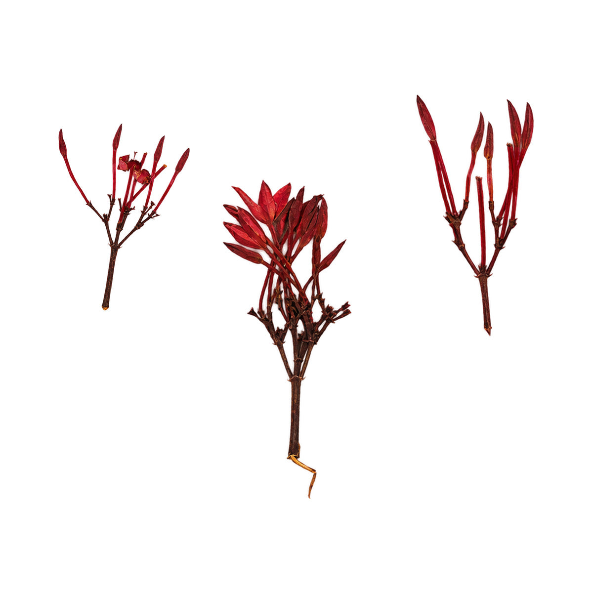 Pressed Ixora flowers with stems photographed as distinct specimens