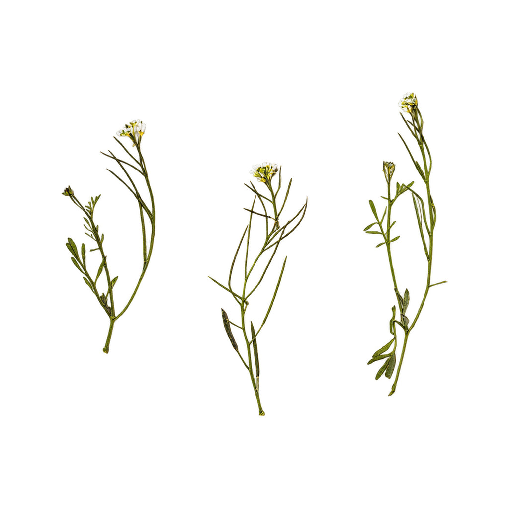 Pressed Bittercress flowers with stems photographed as distinct specimens