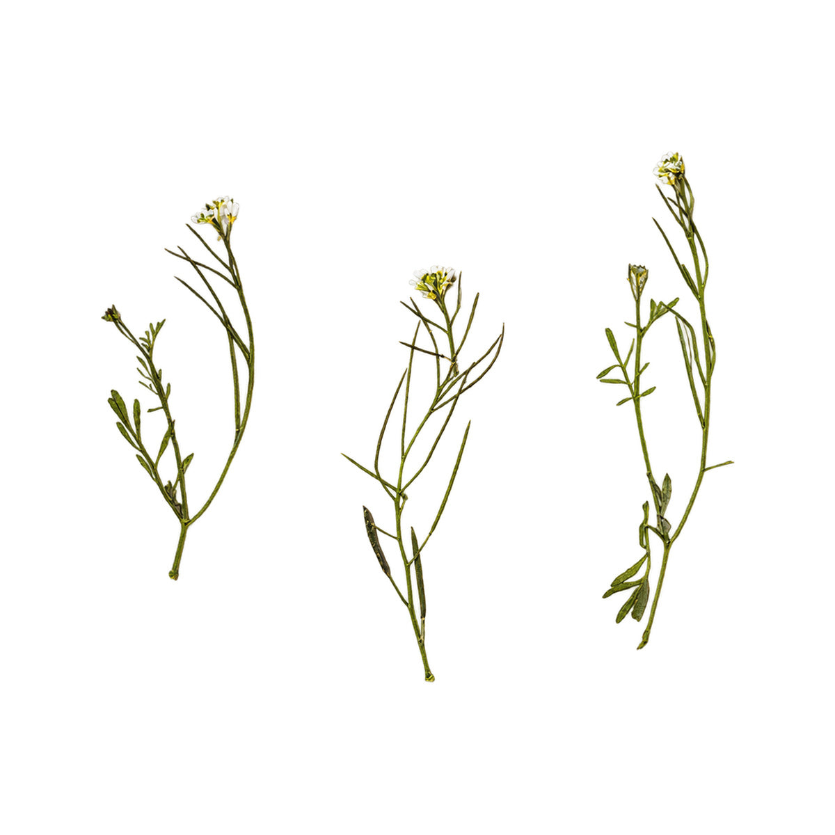 Pressed Bittercress flowers with stems photographed as distinct specimens