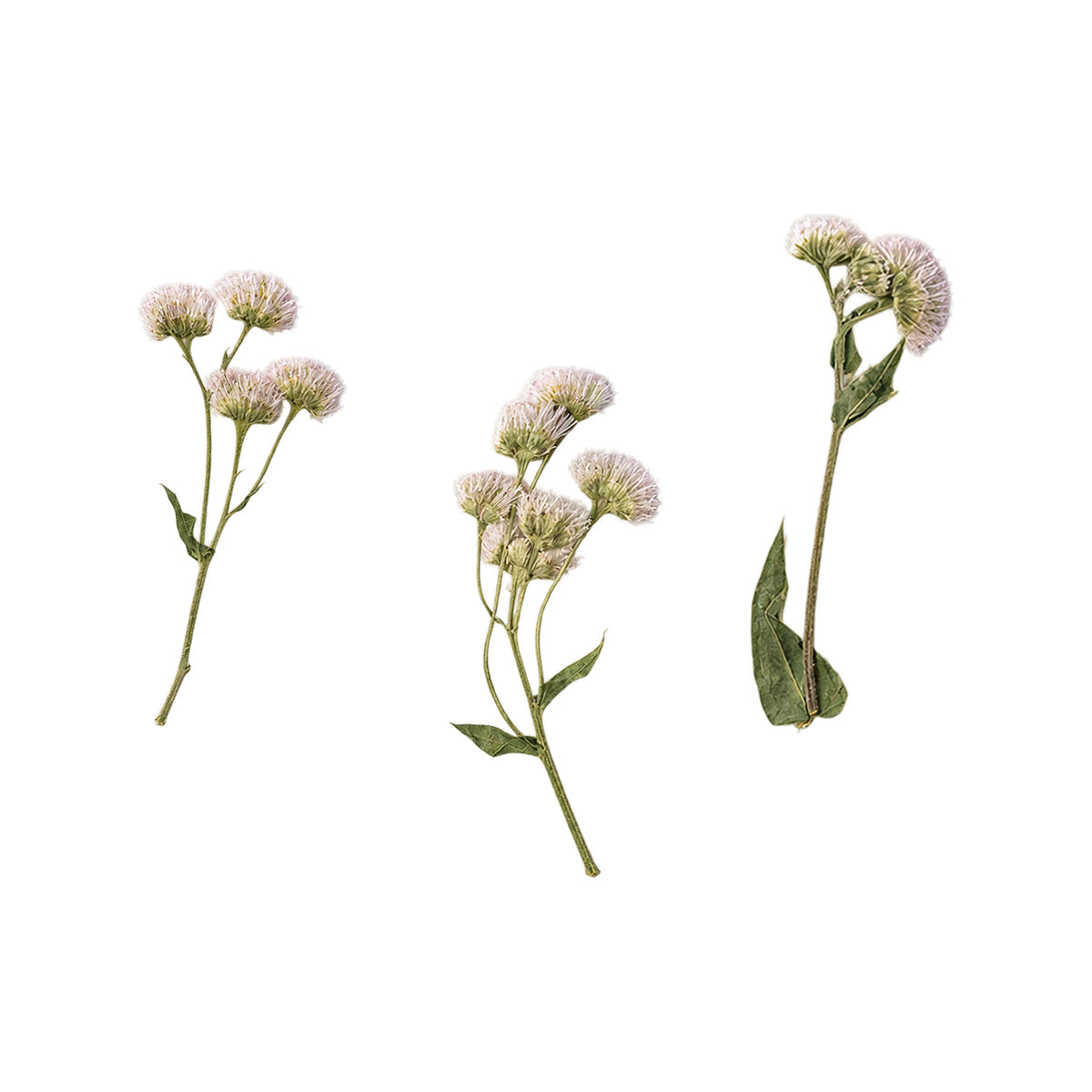 Pressed Fleabane flowers with stems photographed as distinct specimens