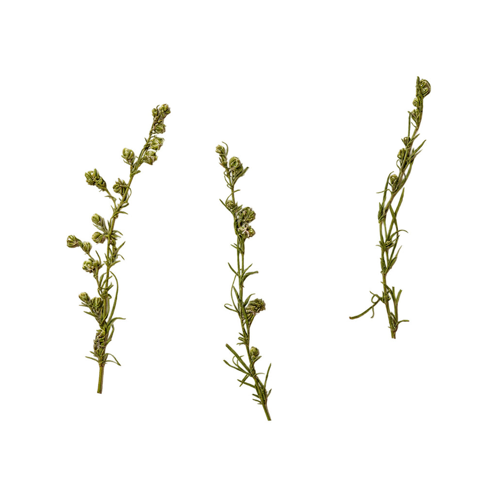 Pressed Artemisia flowers with stems photographed as distinct specimens
