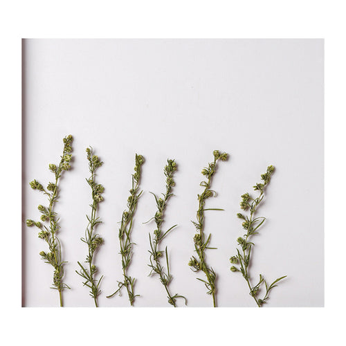 Pressed Artemisia flowers with stems photographed as distinct specimens