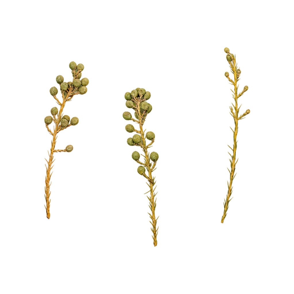 Pressed Brunia flowering sprigs photographed as distinct specimens