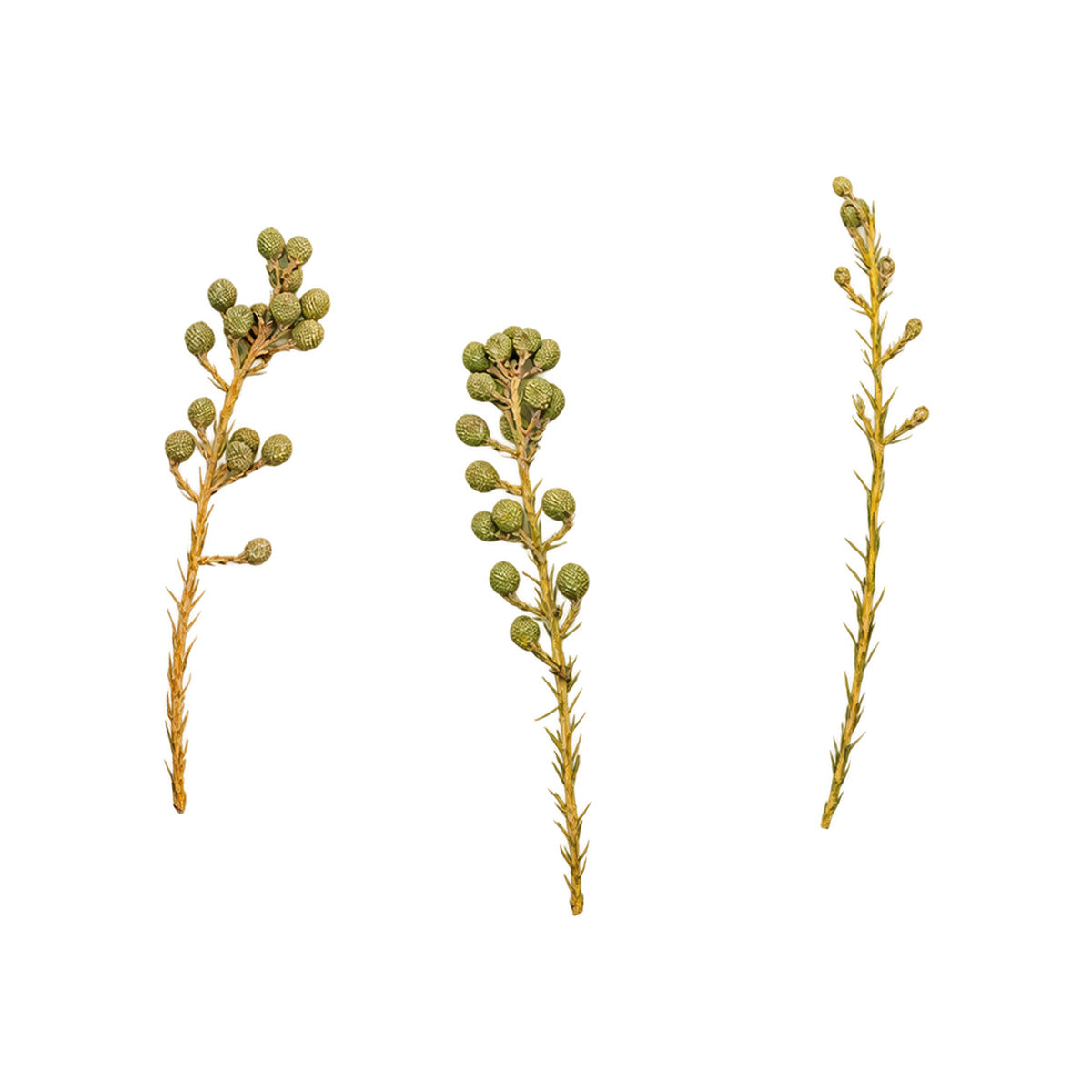 Pressed Brunia flowering sprigs photographed as distinct specimens