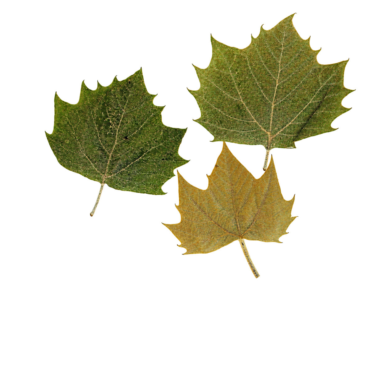 Pressed Plane Tree Leaves arranged on a white background