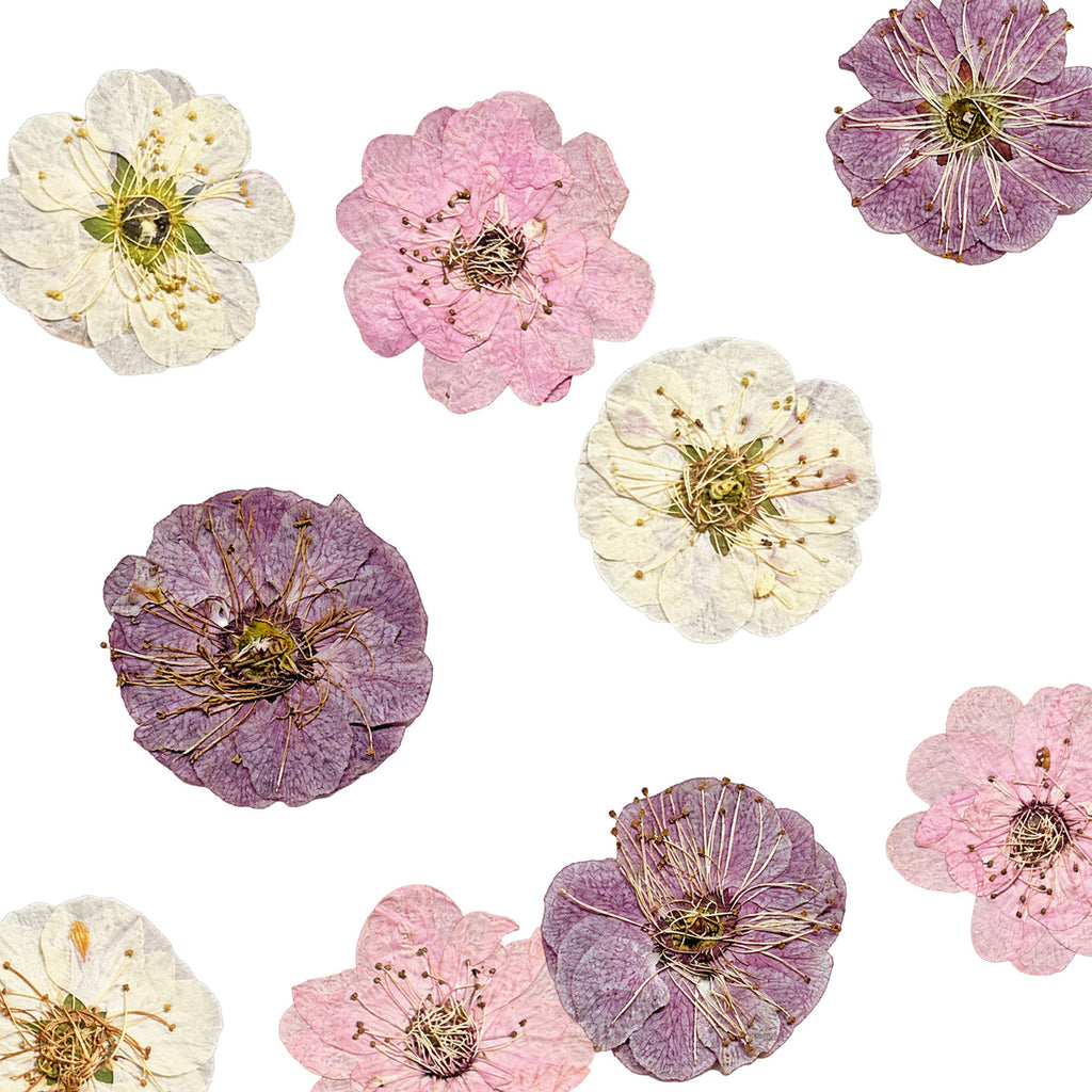Pressed Flower Plum Blossom arranged on a white background