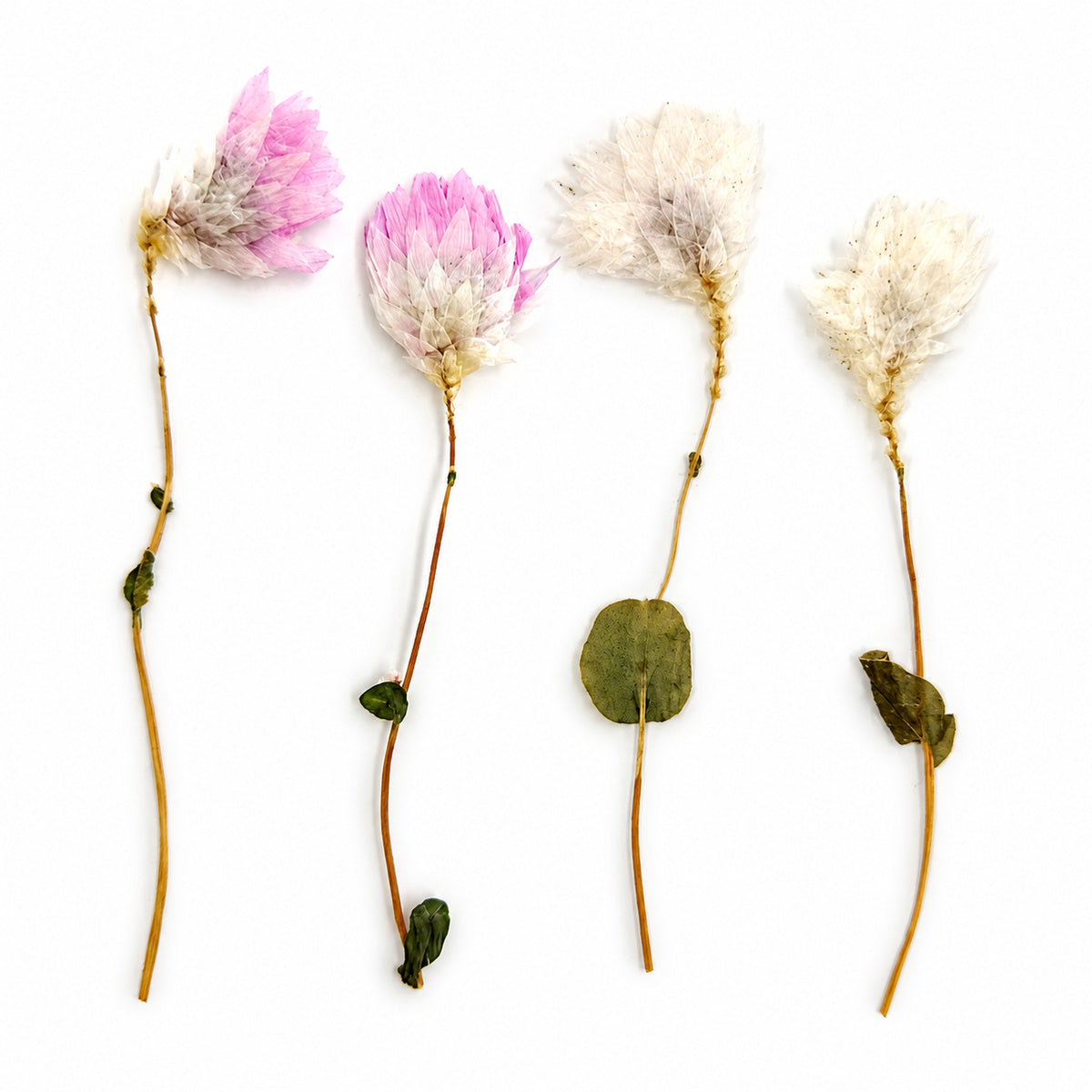 Pressed Flower Paper Daisy arranged on a white background